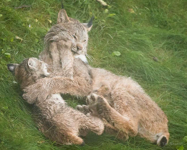 Lynx Family Playing On His Porch - 7