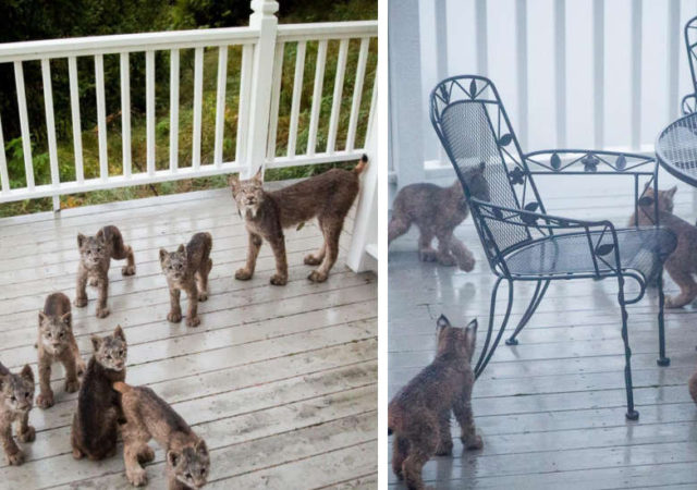 Man From Alaska Wakes Up To Find Lynx Family Playing On His Porch