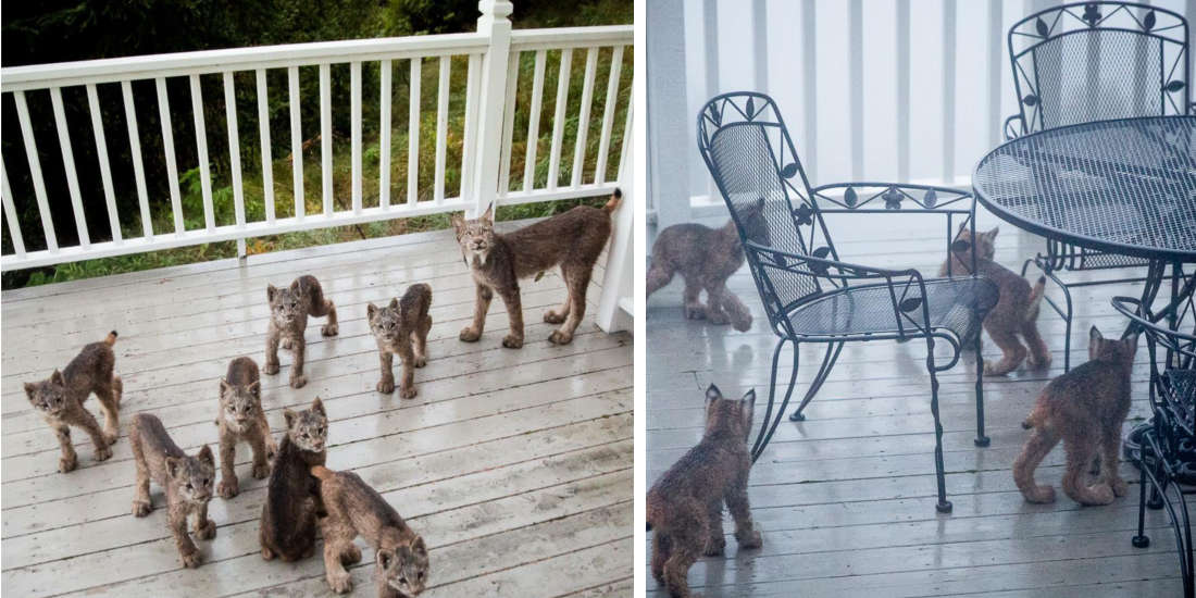Man From Alaska Wakes Up To Find Lynx Family Playing On His Porch
