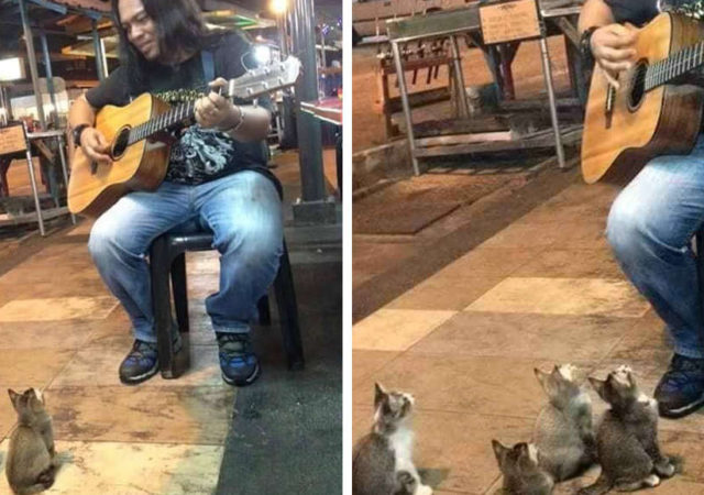 Street Singer Was Ignored By Everyone, Then 4 Kittens Came To Show Their Support