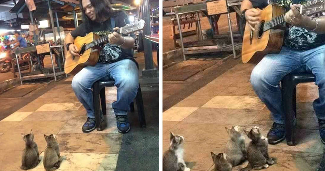 Street Singer Was Ignored By Everyone, Then 4 Kittens Came To Show Their Support