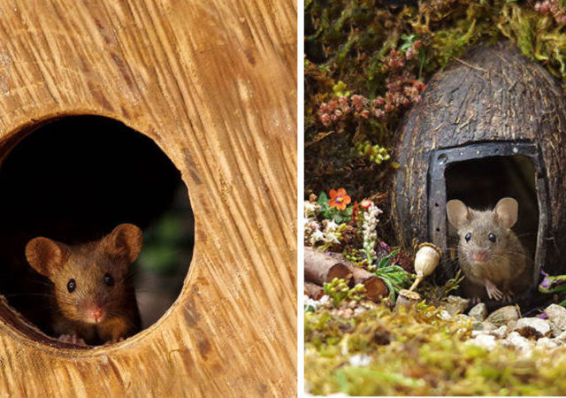 Photographer Discovers A Mice Family In His Garden And Built An Amazing Miniature Village For Them
