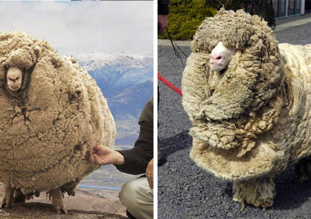 The Clever Sheep Avoided Shearing For Six Years By Hiding In A Cave