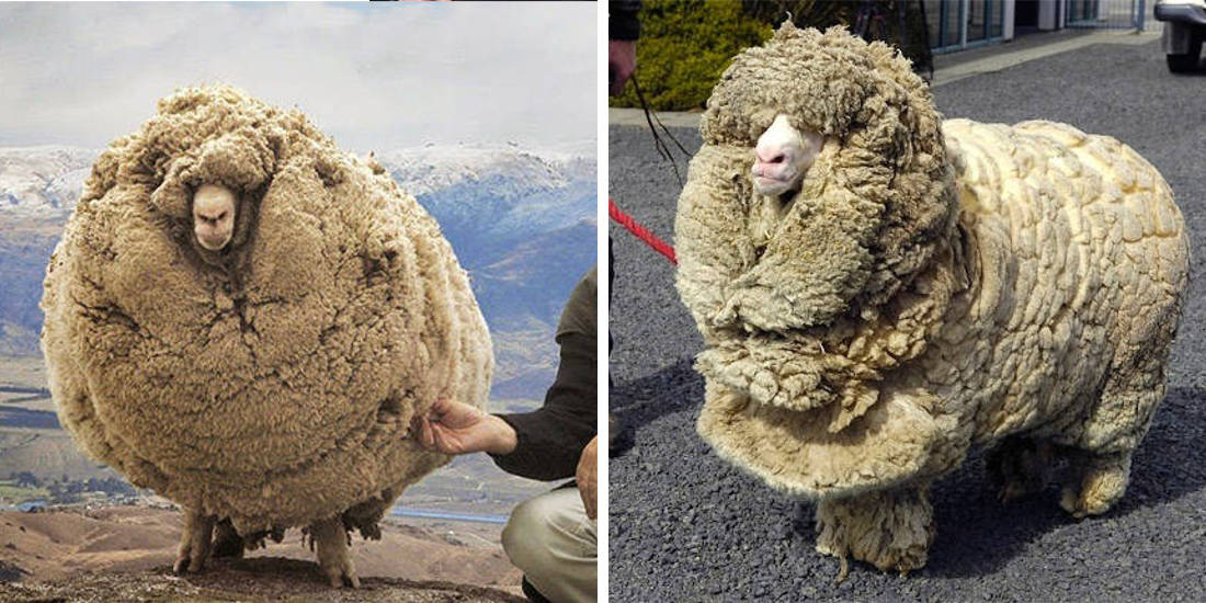 The Clever Sheep Avoided Shearing For Six Years By Hiding In A Cave