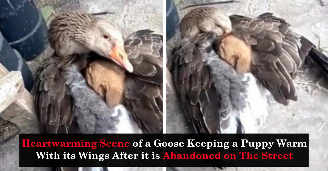 Heartwarming Scene of a Goose Keeping a Puppy Warm With its Wings After it is Abandoned on The Street