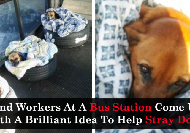 Kind Workers At A Bus Station Come Up With A Brilliant Idea To Help Stray Dogs