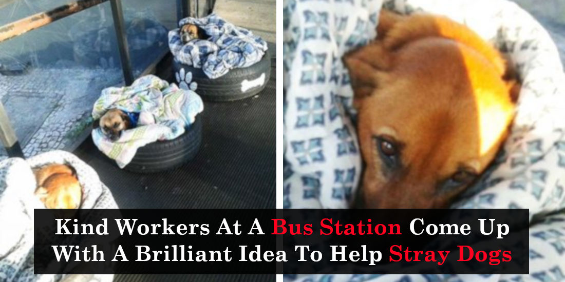 Kind Workers At A Bus Station Come Up With A Brilliant Idea To Help Stray Dogs