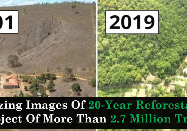 Amazing Images Of 20-Year Reforestation Project Of More Than 2.7 Million Trees