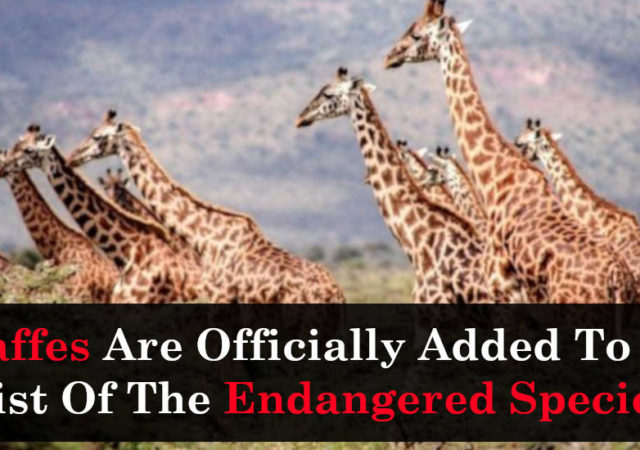 Giraffes Are Officially Added To The List Of The Endangered Species