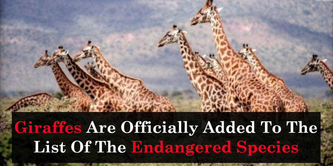 Giraffes Are Officially Added To The List Of The Endangered Species
