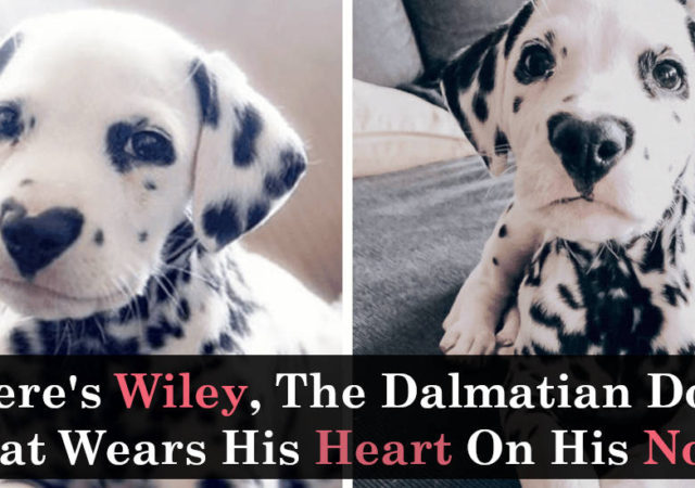 Here's Wiley The Dalmatian Dog That Wears His Heart On His Nose