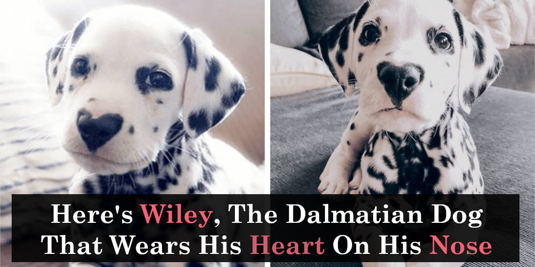 Here's Wiley The Dalmatian Dog That Wears His Heart On His Nose