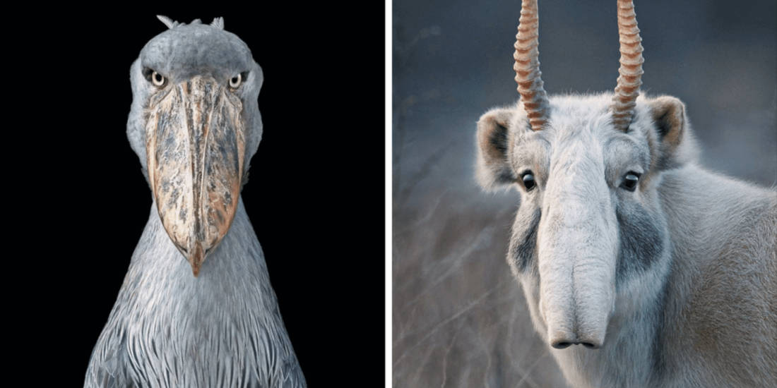Photographer Spends 2 Years Photographing Endangered Animals And The Result Is Heartbreaking