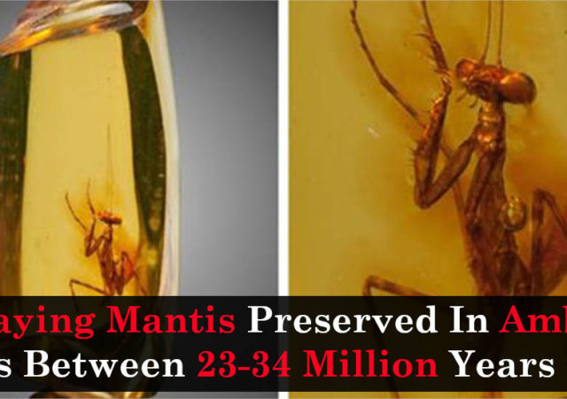 Praying Mantis Preserved In Amber Was Between 23-34 Million Years Old