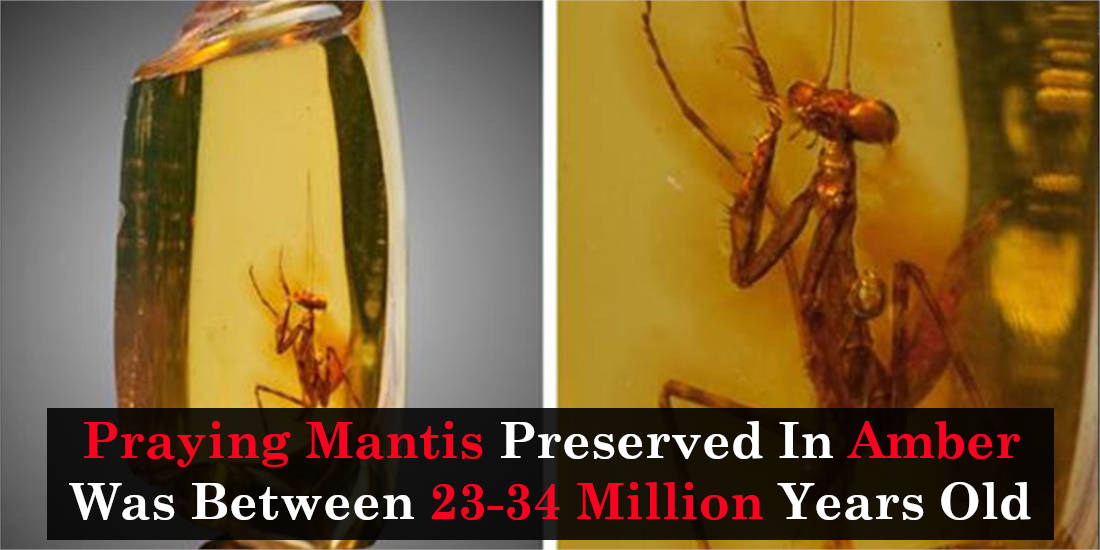 Praying Mantis Preserved In Amber Was Between 23-34 Million Years Old