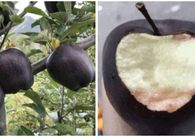 Rare Black Apples Sell For More Than $20 Each But Farmers Refuse To Plant Them
