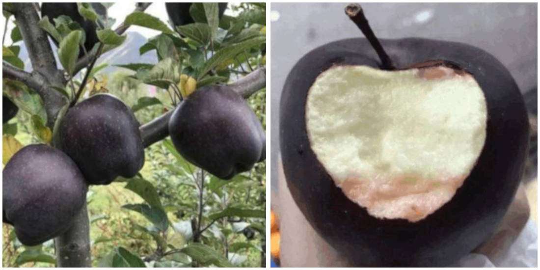 Rare Black Apples Sell For More Than $20 Each But Farmers Refuse To Plant Them