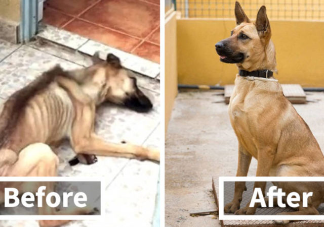 30 Heartwarming Before And After Photos Of Rescued Dogs