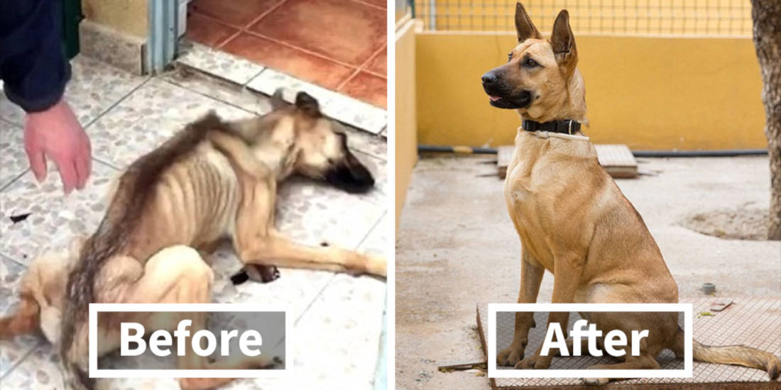 30 Heartwarming Before And After Photos Of Rescued Dogs