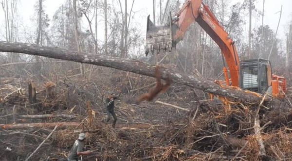 Heartbreaking Video Of Orangutan Trying To Fight Off Excavator That Is Destroying His Home - 1