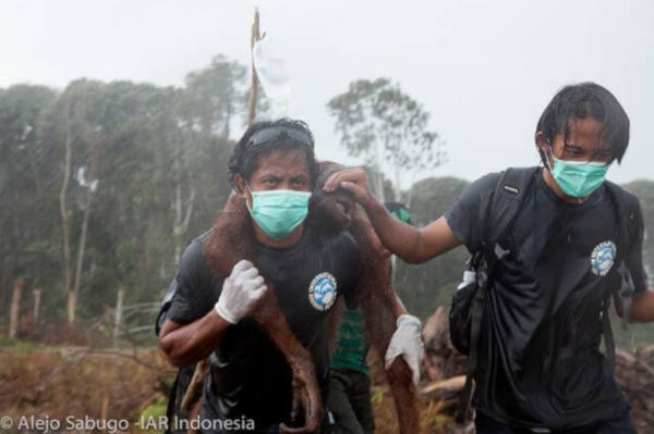 Heartbreaking Video Of Orangutan Trying To Fight Off Excavator That Is Destroying His Home - 2