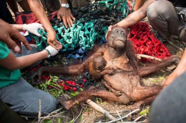 Heartbreaking Video Of Orangutan Trying To Fight Off Excavator That Is Destroying His Home - 3