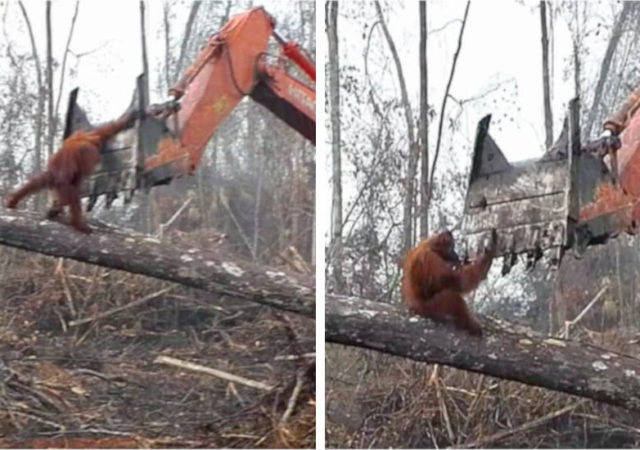 Video Orangutan Excavator