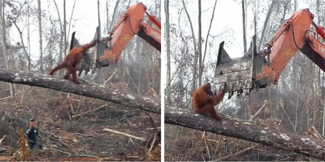 Video Orangutan Excavator