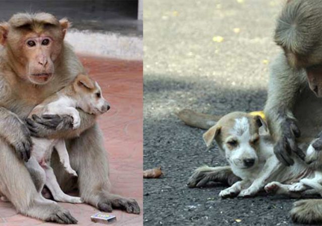 A Monkey Adopts A Puppy, Defends It From Stray Dogs And Acts Like Its Natural Parent
