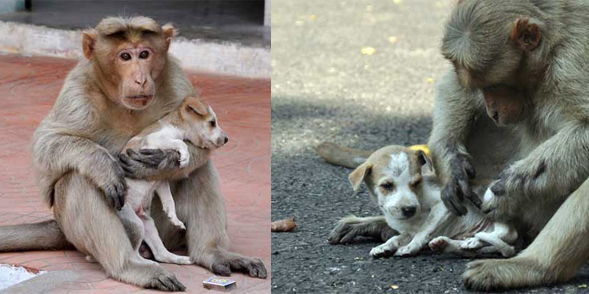 A Monkey Adopts A Puppy, Defends It From Stray Dogs And Acts Like Its Natural Parent