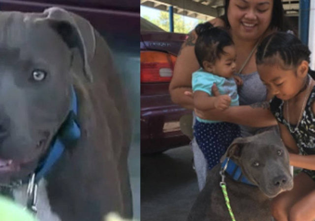 Pit Bull Saves Baby And The Whole Family From Burning House