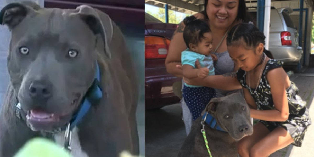 Pit Bull Saves Baby And The Whole Family From Burning House