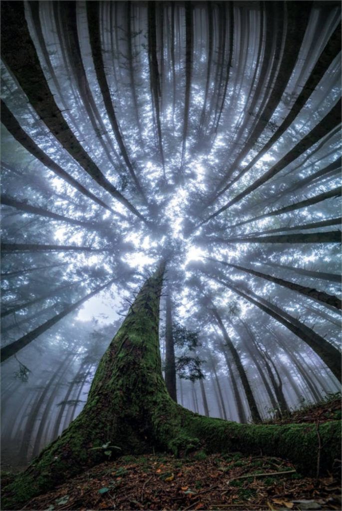 Photographer Capture Trees With A Worm's Eye View And The Result Is Beautiful - 1