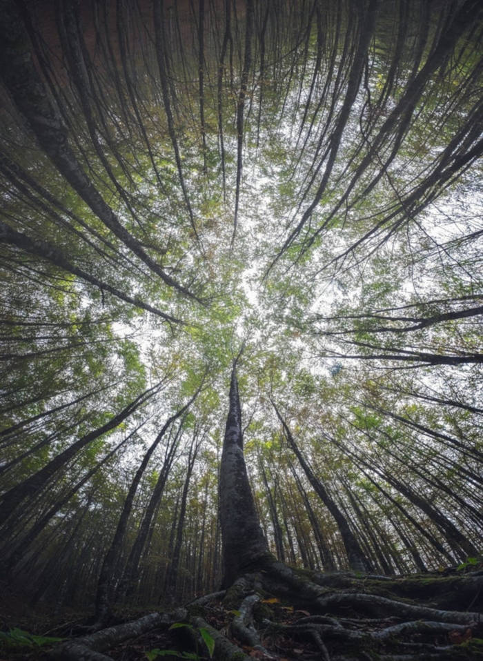 Photographer Capture Trees With A Worm's Eye View And The Result Is Beautiful - 11