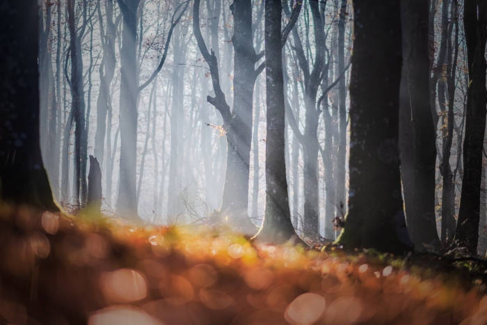 Photographer Capture Trees With A Worm's Eye View And The Result Is Beautiful - 12
