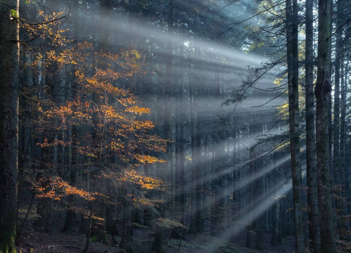 Photographer Capture Trees With A Worm's Eye View And The Result Is Beautiful - 2