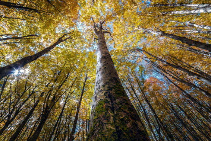 Photographer Capture Trees With A Worm's Eye View And The Result Is Beautiful - 8