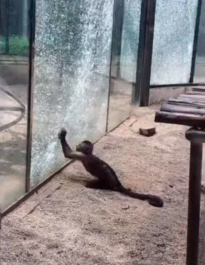Watch How This Capuchin Monkey Sharpened A Rock And Shattered Its Glass Enclosure At The Zoo - 3