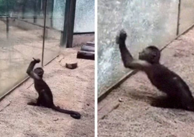 Watch How This Capuchin Monkey Sharpened A Rock And Shattered Its Glass Enclosure At The Zoo