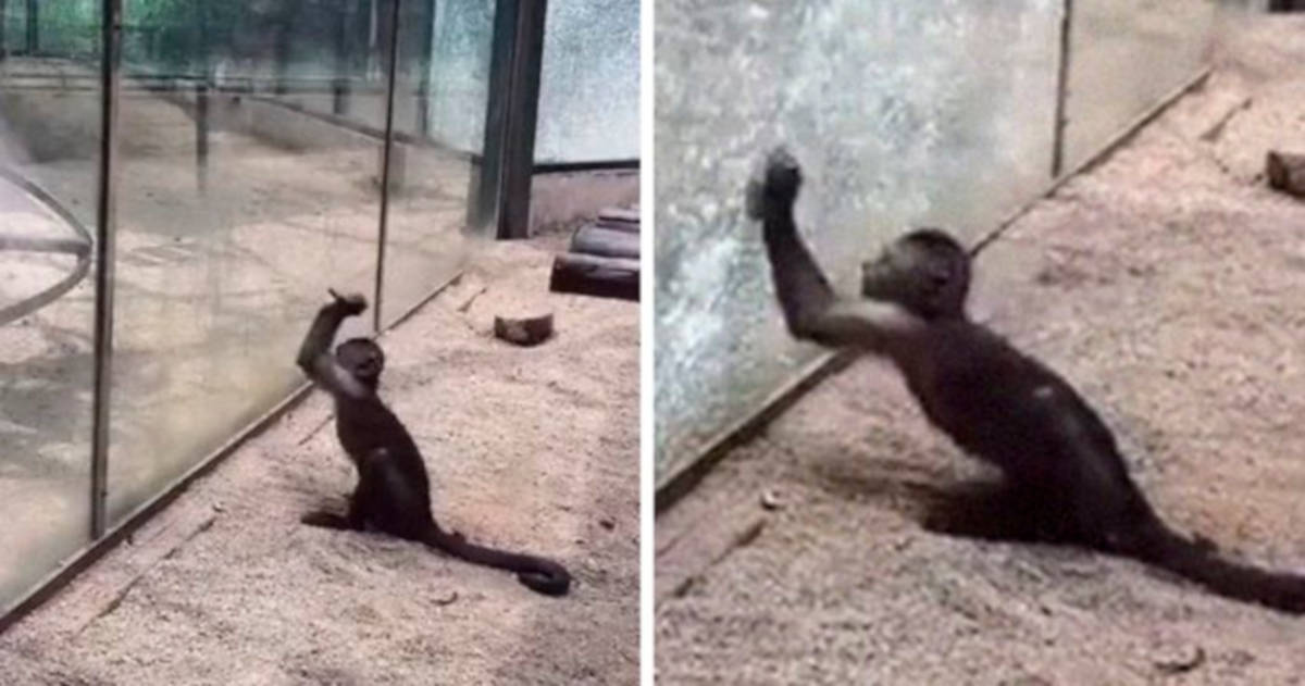 Watch How This Capuchin Monkey Sharpened A Rock And Shattered Its Glass Enclosure At The Zoo