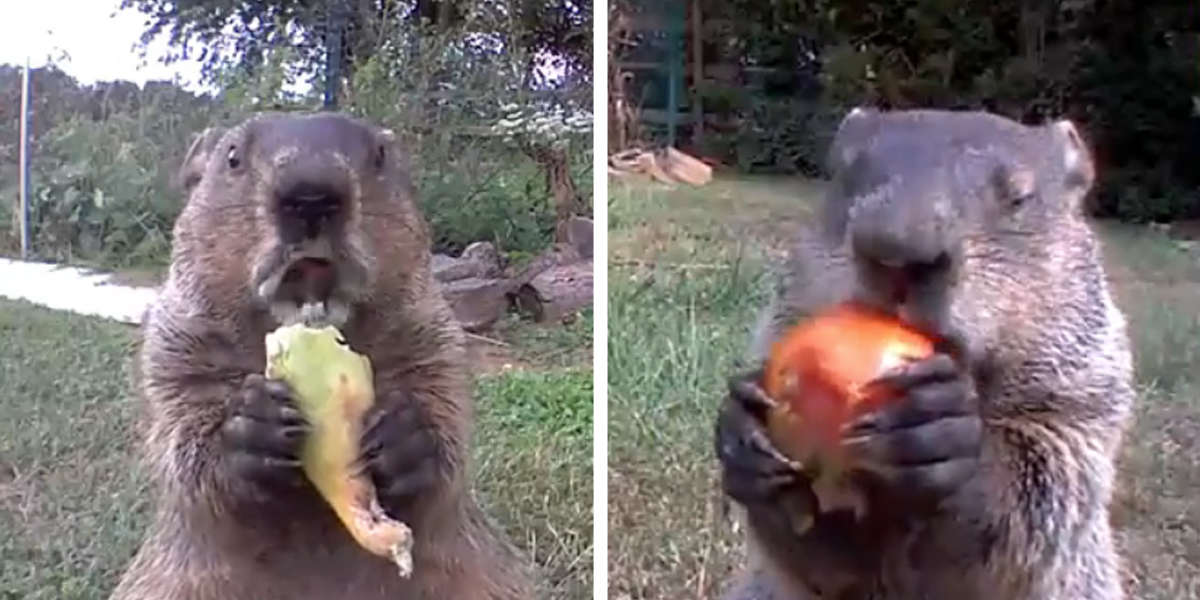 A Gardener Discovers A Cute Groundhog Stealing His Veggies And It's Adorable
