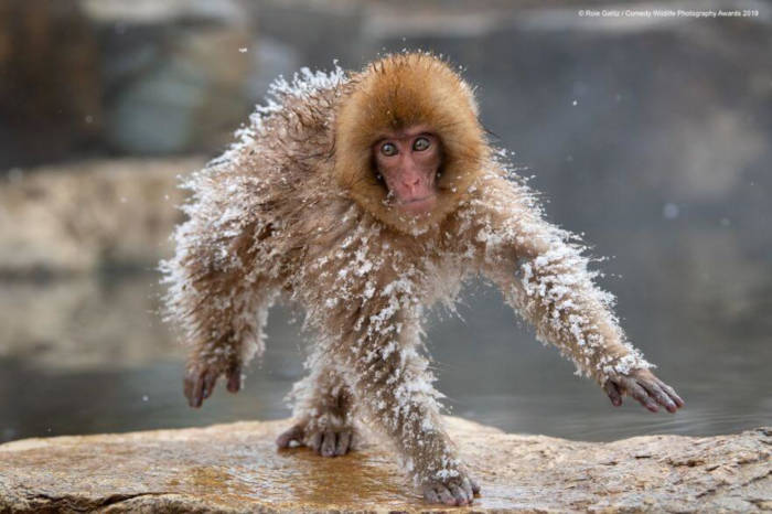 Adorable Photos From The 2019 Comedy Wildlife Photography Awards - 18