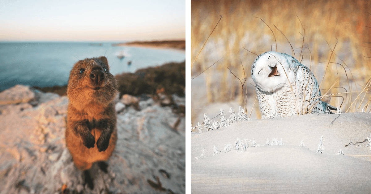 Adorable Photos From The 2019 Comedy Wildlife Photography Awards