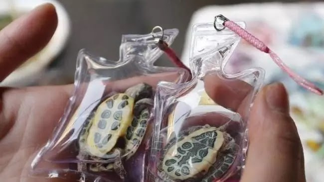 In China Animals Trapped Alive Are Sold As Keychains For $1.50 - 1