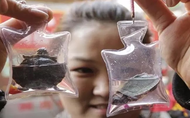 In China Animals Trapped Alive Are Sold As Keychains For $1.50 - 3