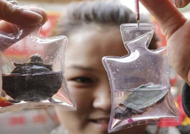 In China Animals Trapped Alive Are Sold As Keychains For $1.50
