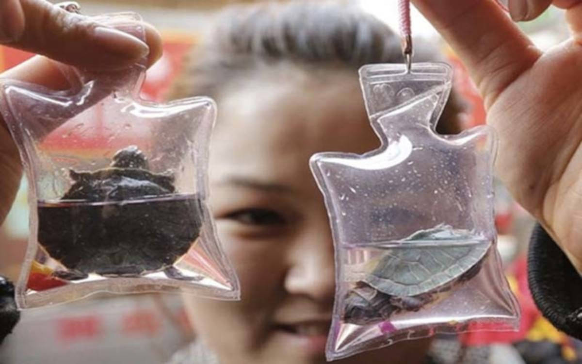 In China Animals Trapped Alive Are Sold As Keychains For $1.50