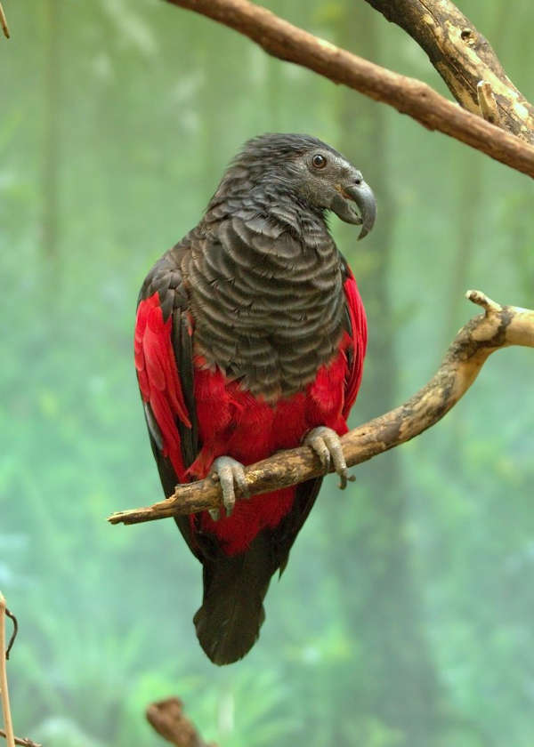 The “Dracula Parrot”