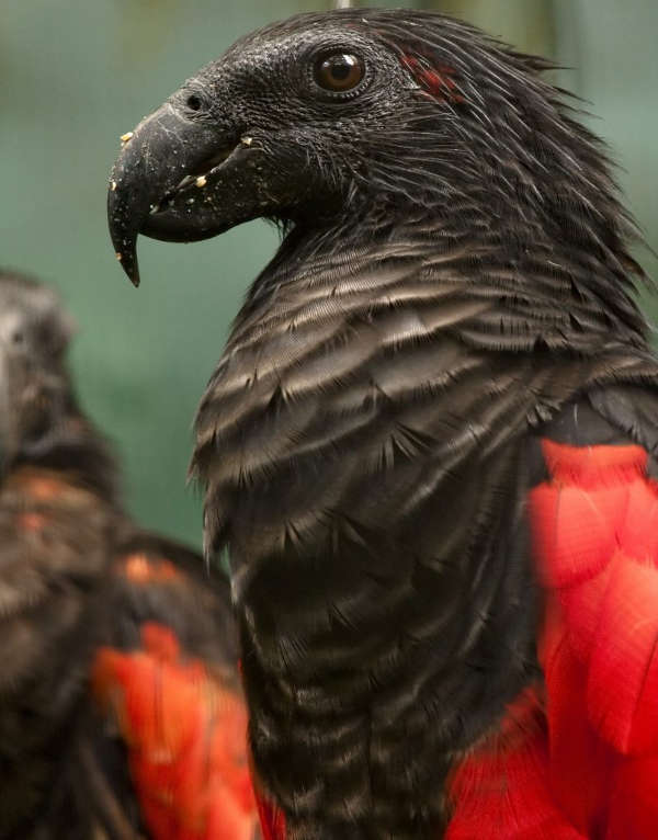 The “Dracula Parrot”