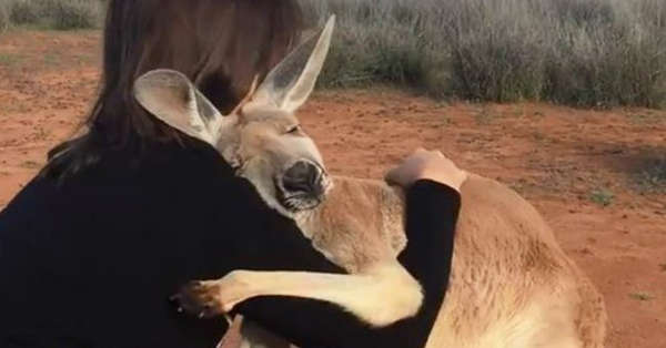 Rescued Kangaroo Can’t Stop Hugging The Volunteers Who Saved Her Life 1
